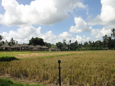 Rice paddy field at Bebek Bengil Ubud Bali