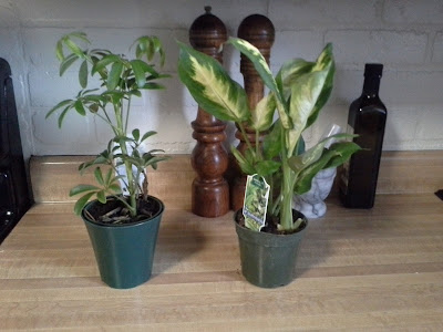 Adding New House Plants