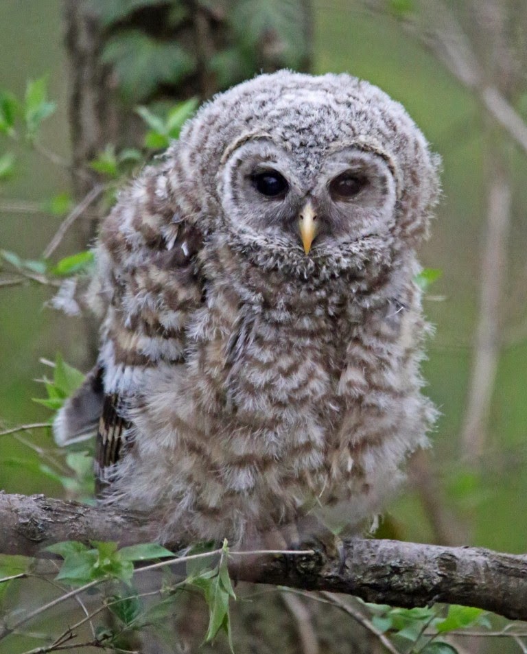 Ohio Birds and Biodiversity Barred owlets