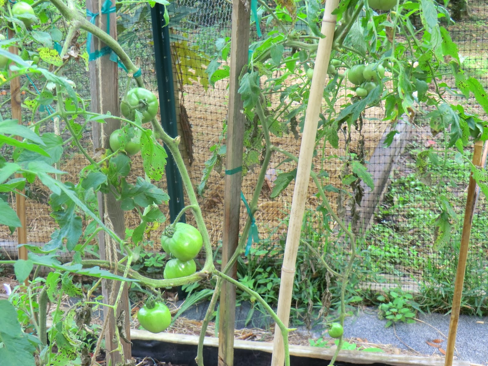 Florida Gardening Zone 9