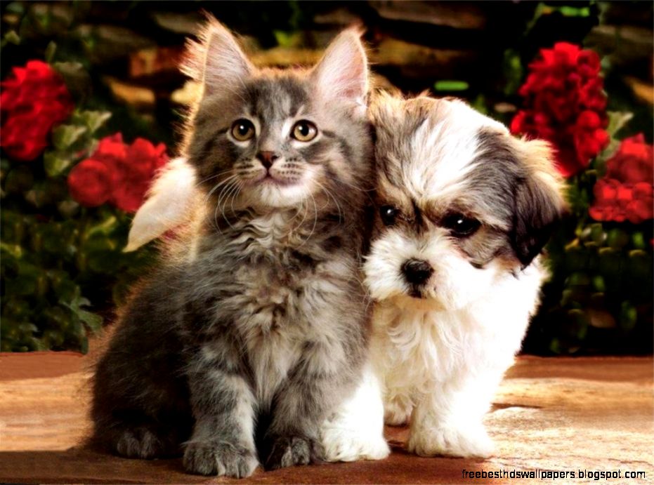 Cute Kittens and Puppies Cute Kittens and Puppies
