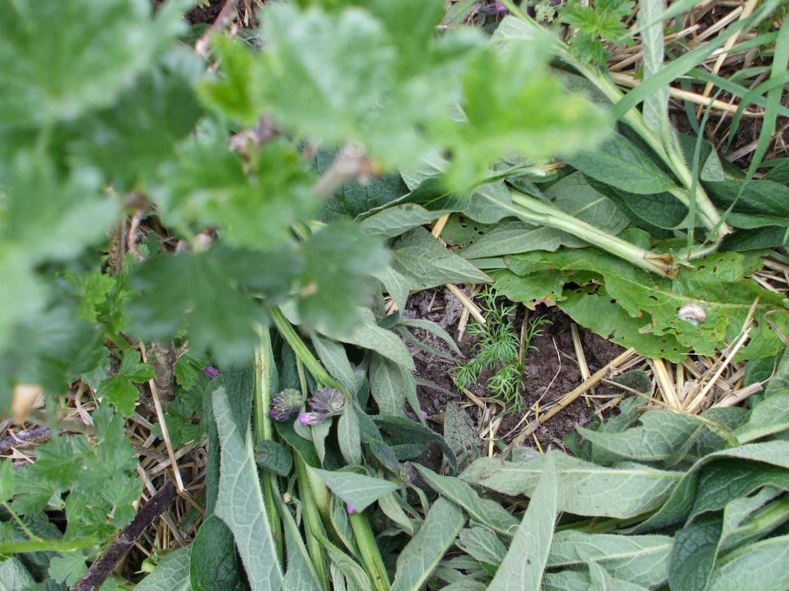Oak House Permaculture Chamomile as a Companion Plant