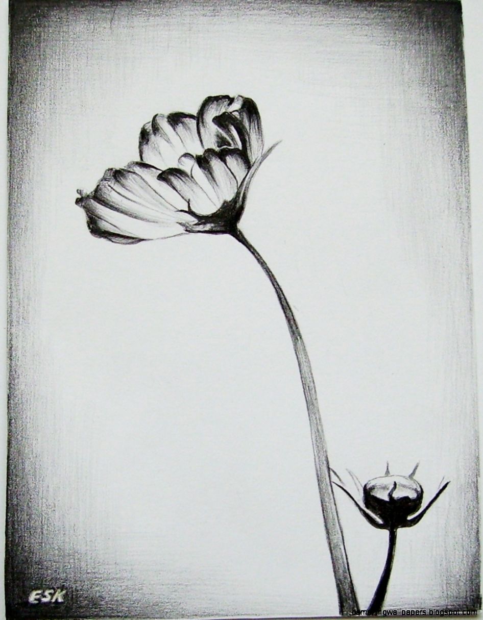 Ralitsa Veleva flower Drawing Pencil Artwork Undecided Art Ralitsa Veleva flower Drawing Pencil Artwork Undecided Art