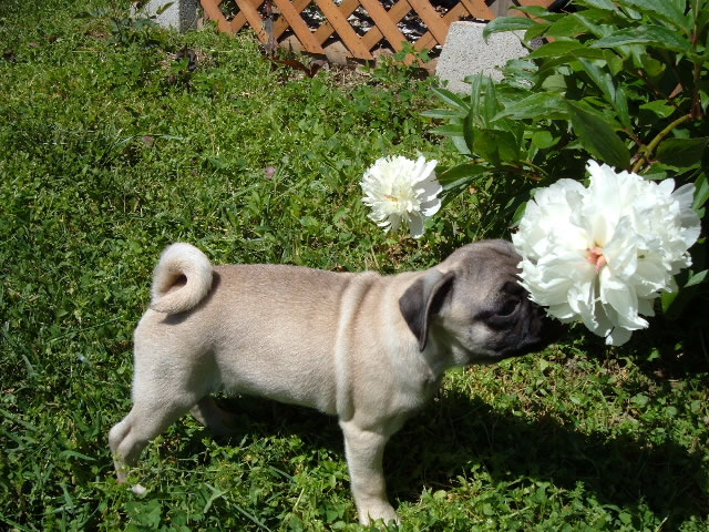 jardín de rosas perfumada