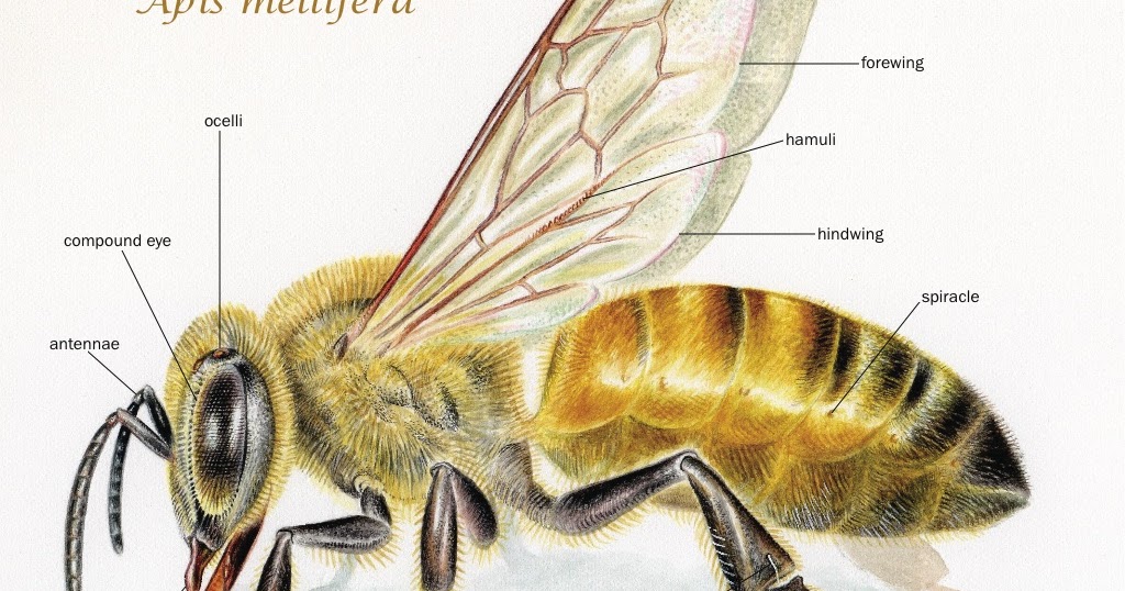 The Importance of Having Bees: The Bee in All Its Glory