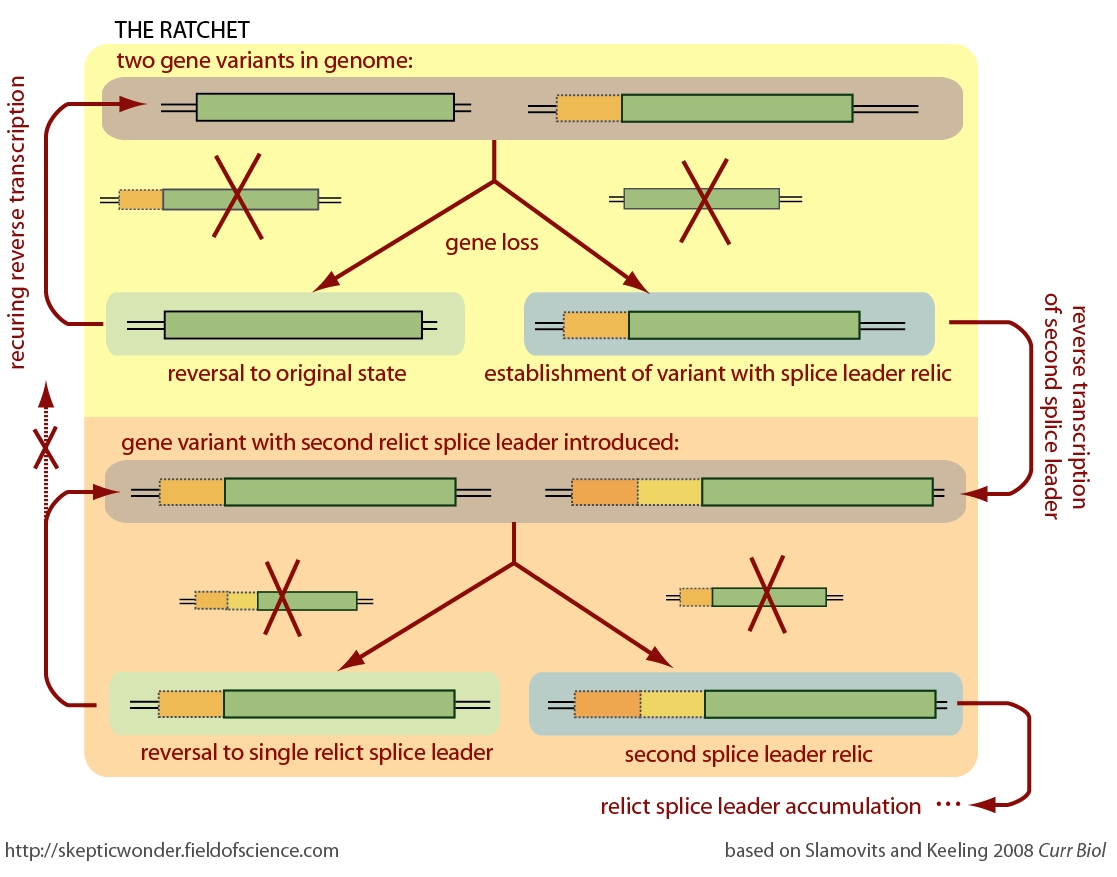 Skeptic Wonder Ratcheting up some splice leaders a note on directionality