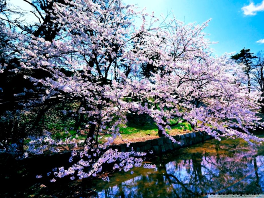 Cherry Blossom Trees HD desktop wallpaper Widescreen High Cherry Blossom Trees HD desktop wallpaper Widescreen High