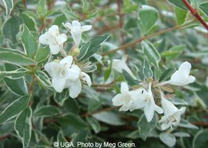 Abelia Grandiflora Happy Daydream Abelia Nain Panache
