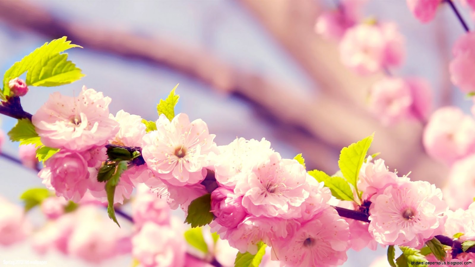 Cherry Blossom Desktop Wallpaper Flowers Cherry Blossom Desktop Wallpaper Flowers