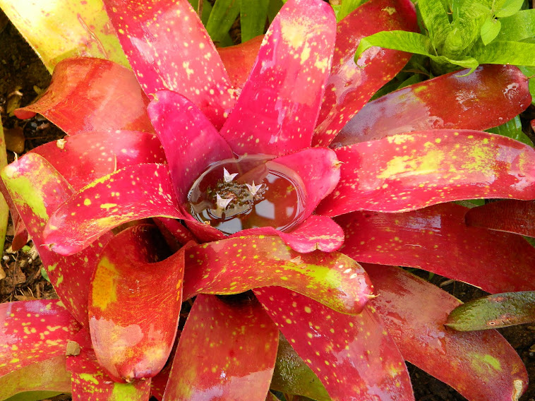 Neoregelia Sun Storm