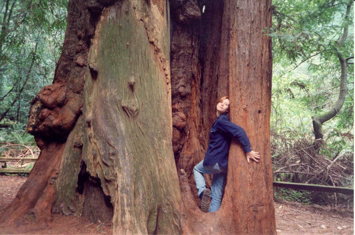 Muir Woods California