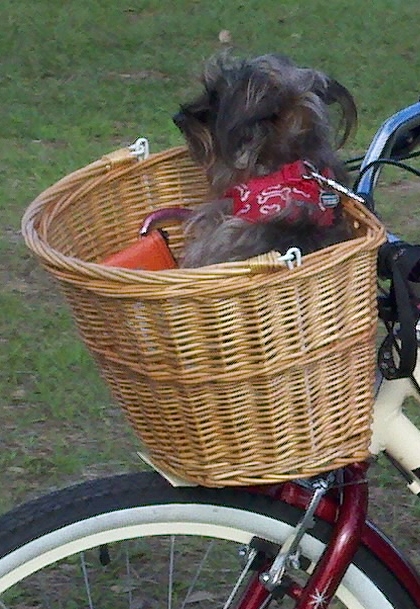 dog riding bicycle by http://dearmissmermaid.com
