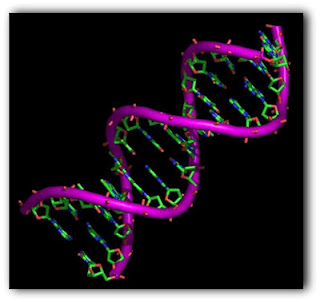 ADN structura