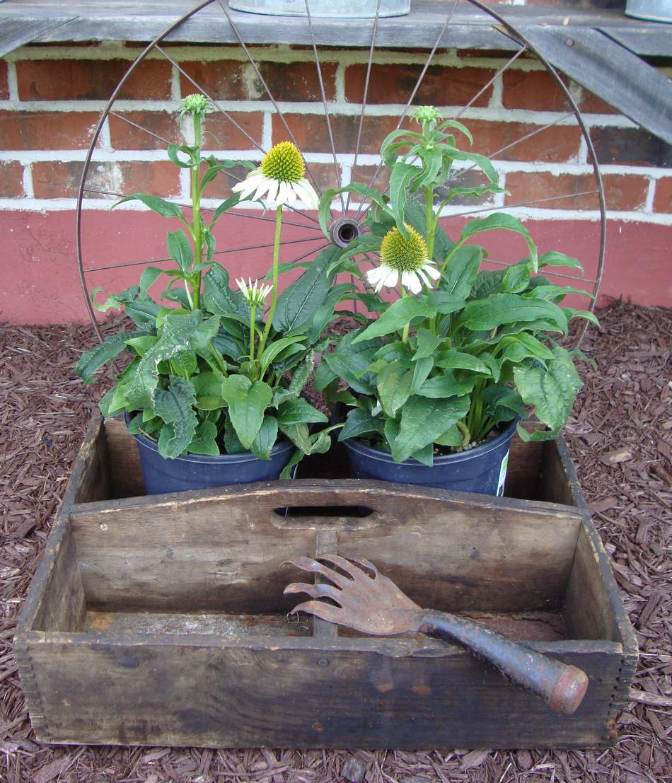 HomeSpunPrims GIFTS FROM JUDY