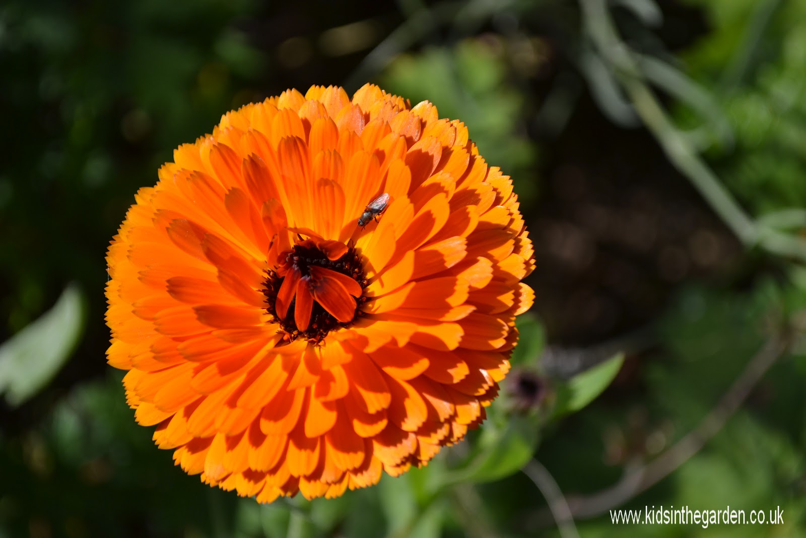 Edible Flowers Calendula Kidsinthegarden