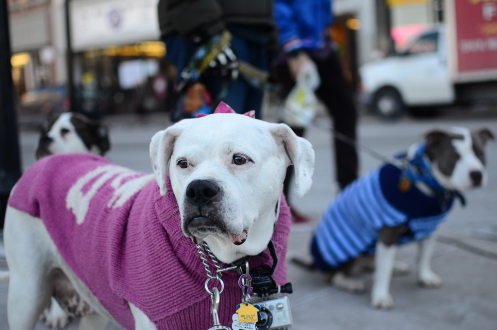 Two Pitties in the City City Dog On Walking a Dog in the City