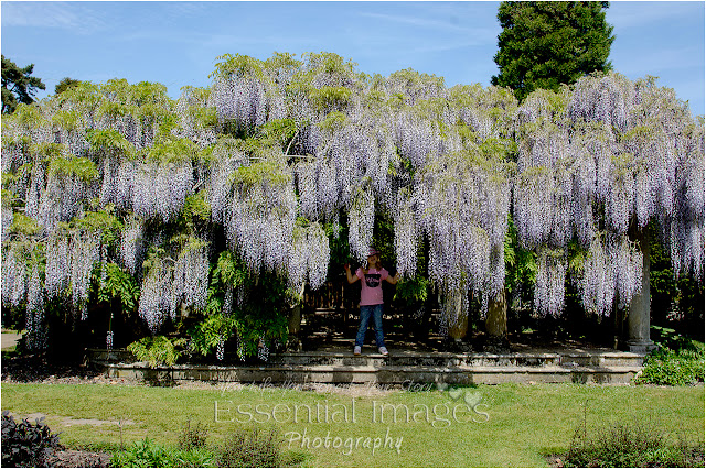 Wonderful wisteria at Exbury