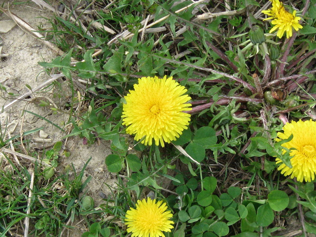 春夏花志2 Tyhua02 新浪博客