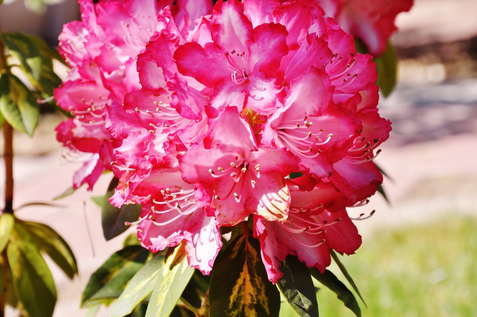 Rhododendron 'Goldflimmer'