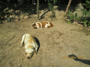 St Bernard "Freya" and Labrador "Moti" snoozing on the resort estate