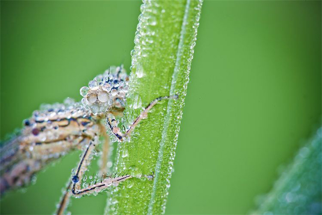 Fotos em macro de insetos molhados