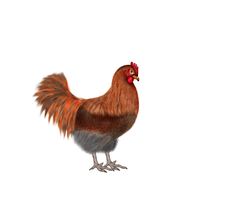 Kumpulan Animasi Gambar Bergerak Ayam Dan Telur - ANIMASI ...