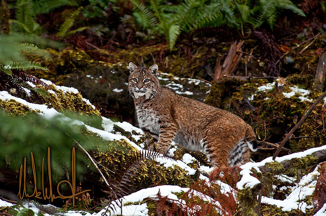 bobcat size comparison