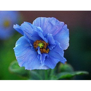 Lavender Garden Cottage: September 2011