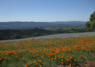 Field of California poppies overlooking distant hills