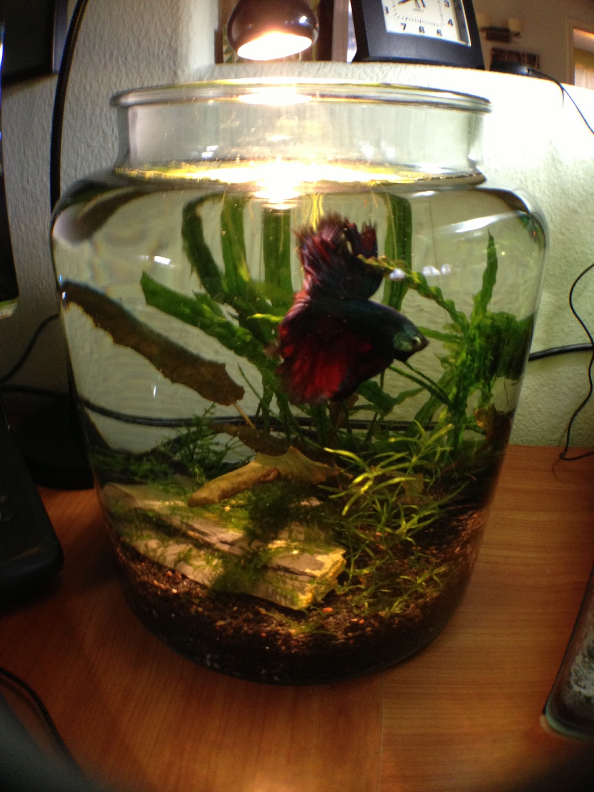 Alaskan fishface Dirted 2 gallon Betta Jar