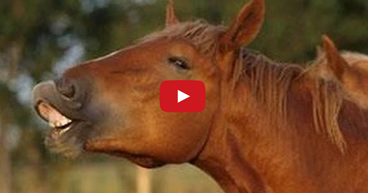 Tastefully Offensive Horses Making Funny Mouth Noises Compilation