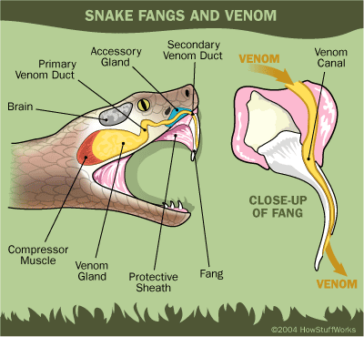 drink snake venom as long