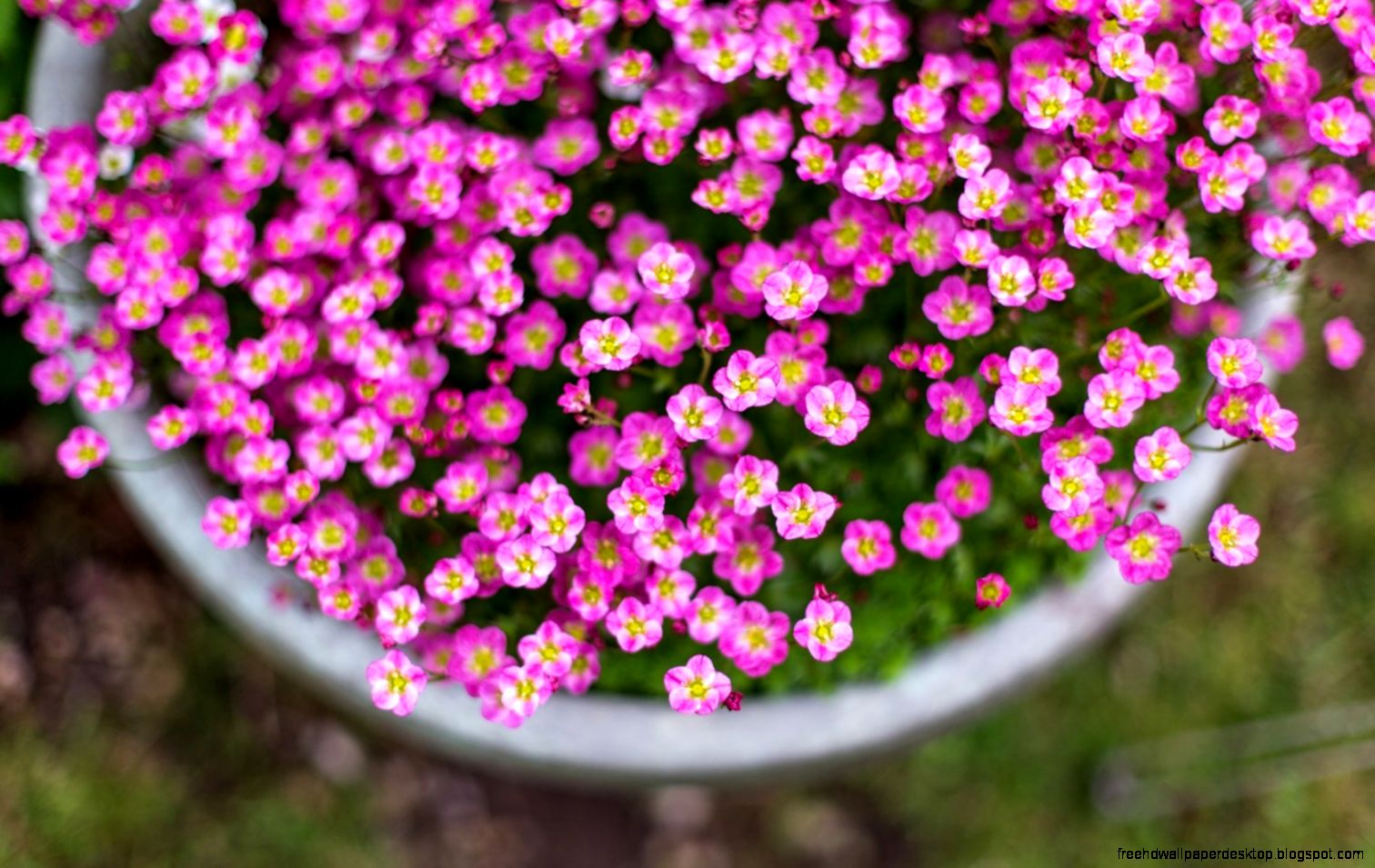 Pink Flowers Fence Nature Bokeh Hd Wallpaper  All Desktop Wallpaper Pink Flowers Fence Nature Bokeh Hd Wallpaper  All Desktop Wallpaper