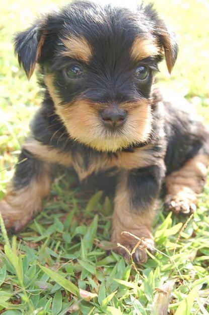 silky terrier puppy pin silky terrier puppies yorkie look without the cost in peterborough on silky terrier puppy pin silky terrier puppies yorkie look without the cost in peterborough on