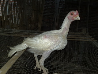 Ayam Cemara putih mulus