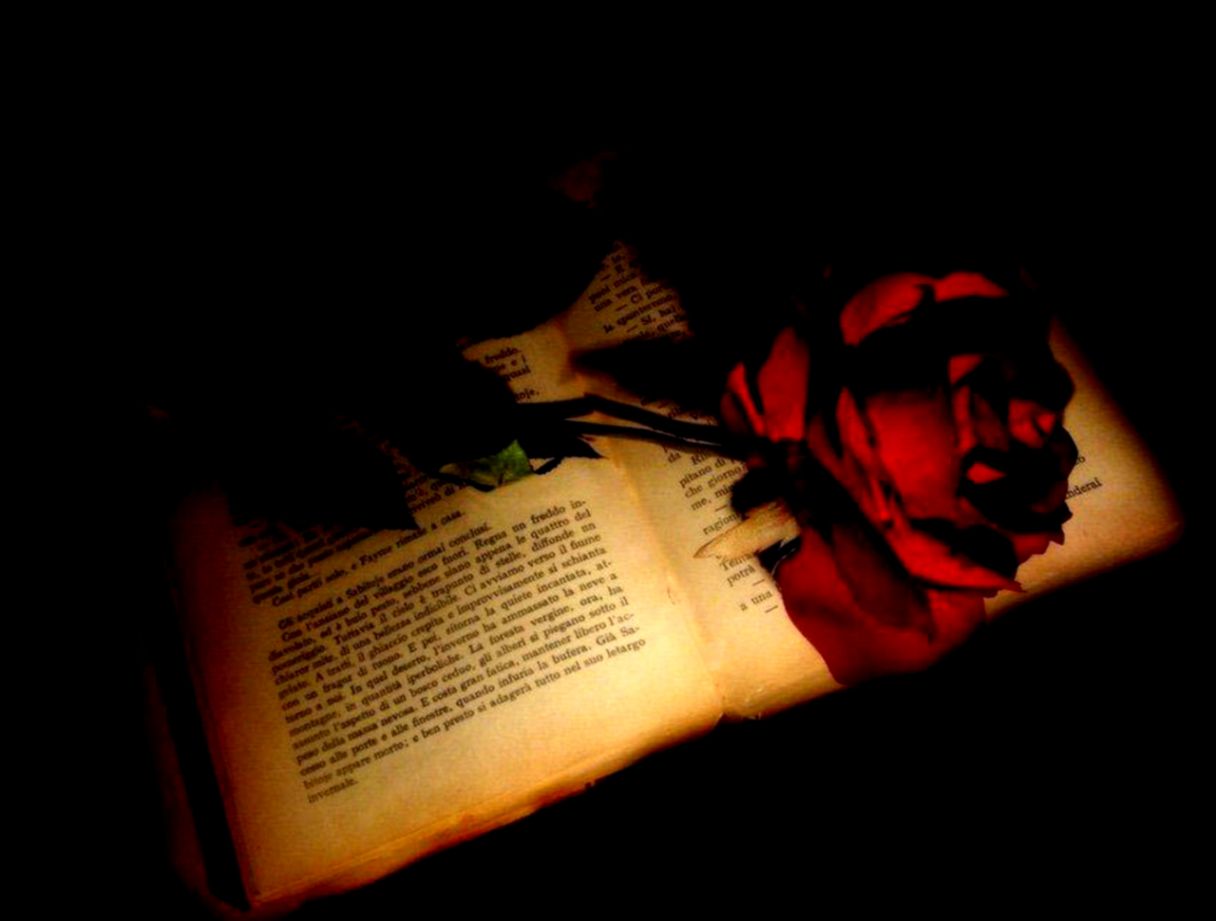 Red Rose And Book HD Wallpaper 3DandHDWallpapers Red Rose And Book HD Wallpaper 3DandHDWallpapers
