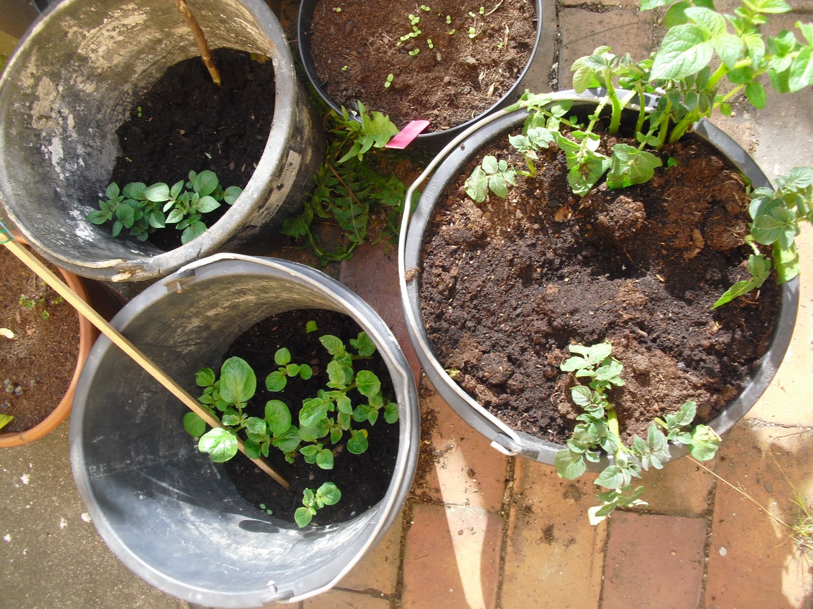 Mauerblumen Kartoffeln im Eimer anbauen