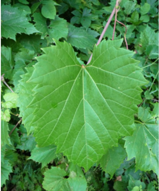 Preserves WIld Grape Jelly