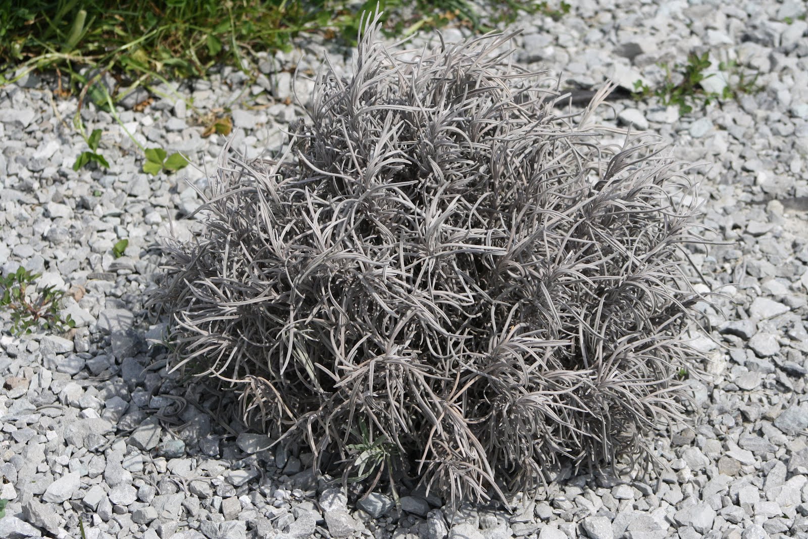 Black Lab Lavender Classic Beauty and Comfort Hidcote