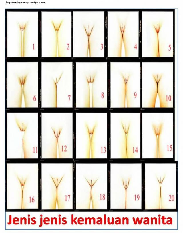 Bentuk Kemaluan Perempuan