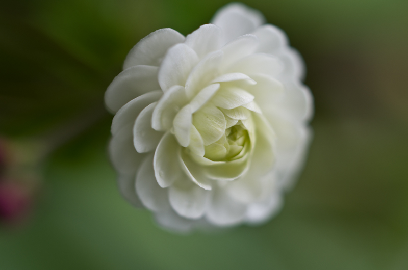 Ranunculus aconitifolius 'Flore pleno' Ranunculus+aconitifolius+flore+plena+grd+m-4