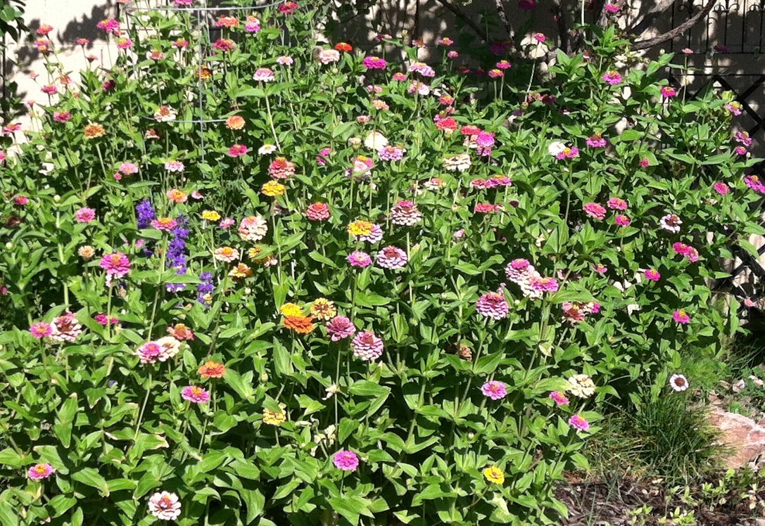 Arizona Backyard Eden Plants that can take the heat