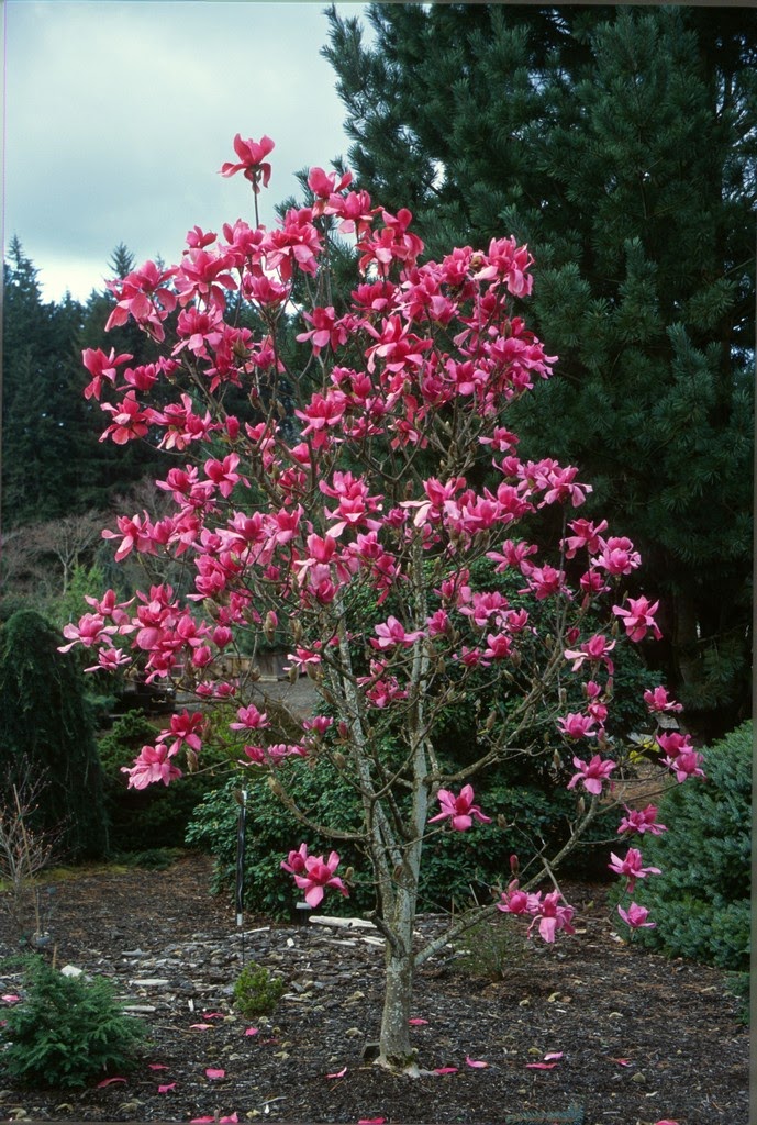 Shoreline Area News In The Garden Now Enkianthus