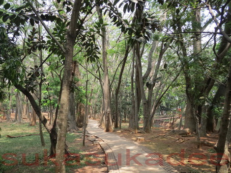 Hutan Kota di Bumi Serpong Damai - sukasukadee