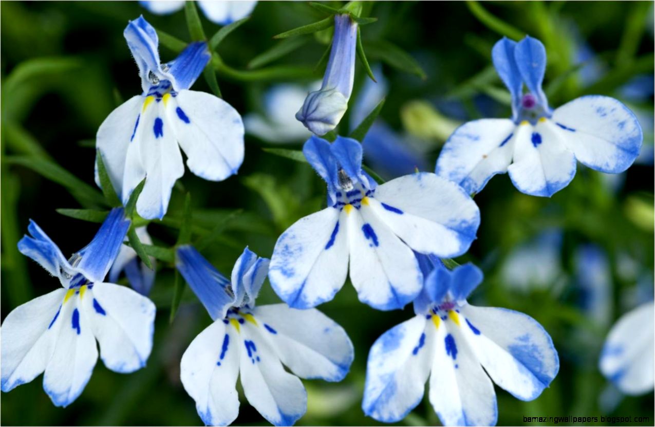 Growing Flowers Orchid Flowers Page 4 Growing Flowers Orchid Flowers Page 4