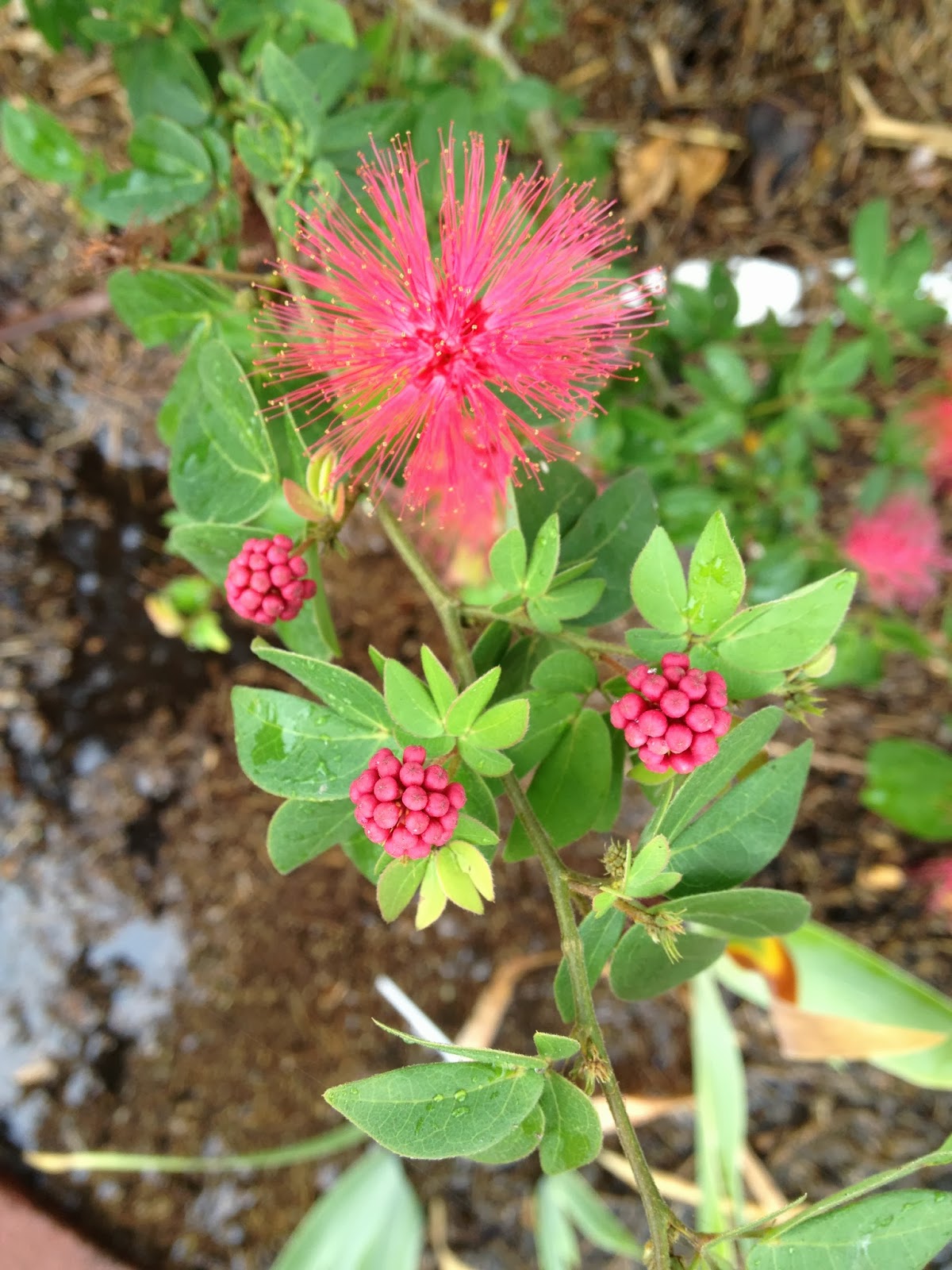 Aprille's SoCal Gardening Dwarf Pink Powderpuff