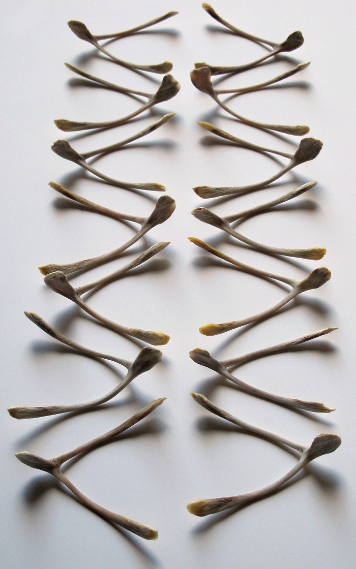 In Honor of Thanksgiving, Art Inspired by the Wishbone