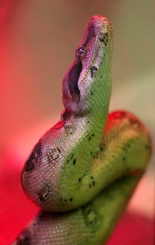 Ottawa Humane Society Raising Reptile Awareness