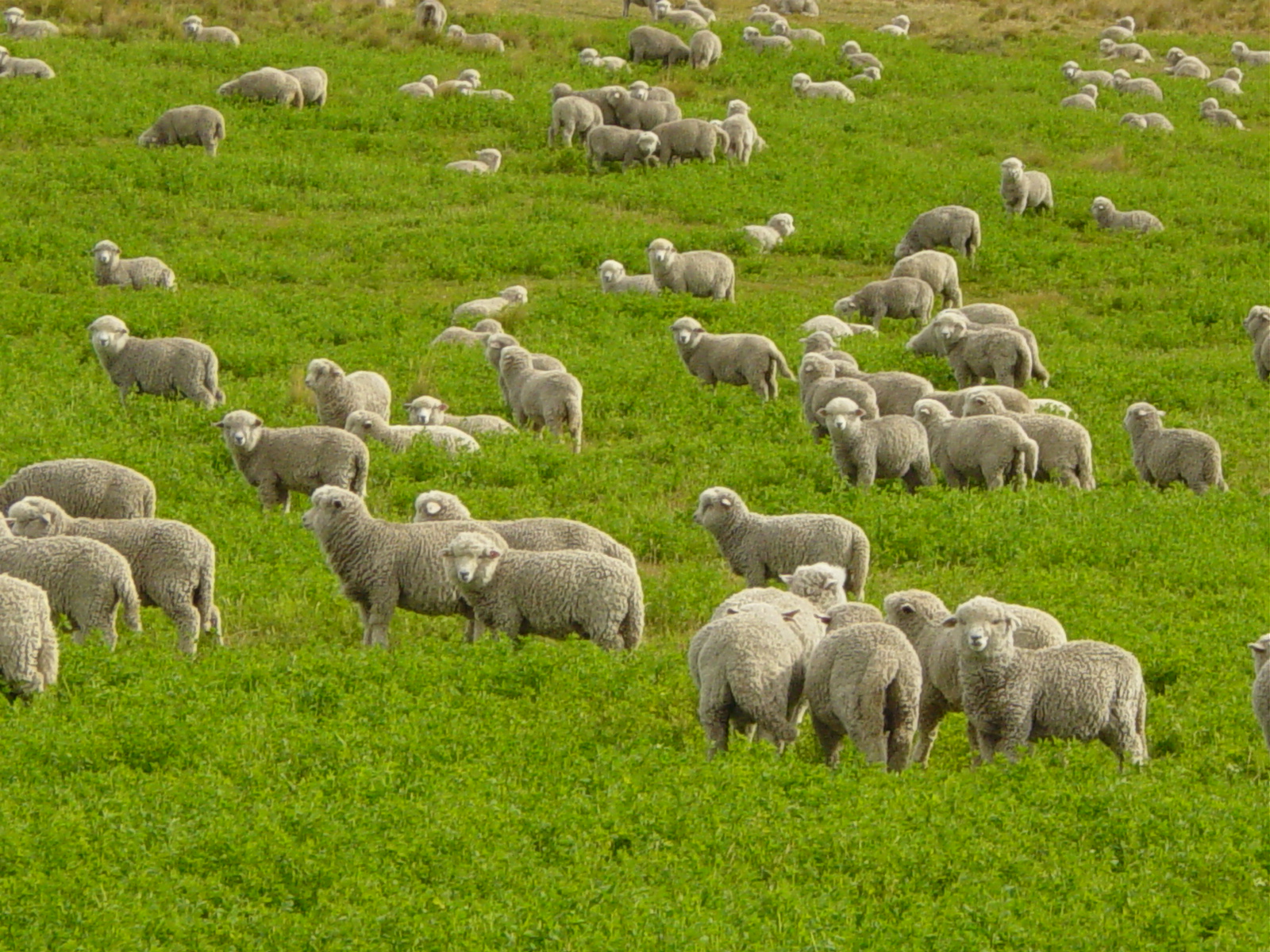 Sheep Pics