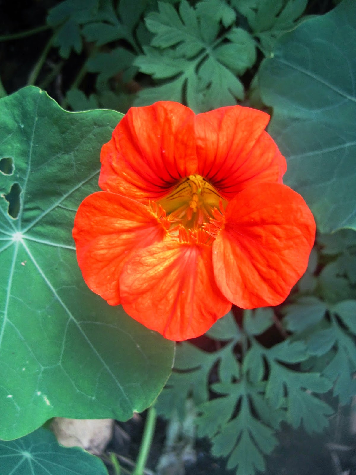 Travels in and around my garden Nasturtiums edible and beautiful